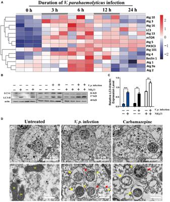 Autophagy Dually Induced by AMP Surplus and Oxidative Stress Enhances Hemocyte Survival and Bactericidal Capacity via AMPK Pathway in Crassostrea hongkongensis